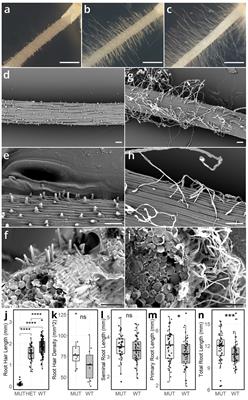 A novel root hair mutant, srh1, affects root hair elongation and reactive oxygen species levels in wheat